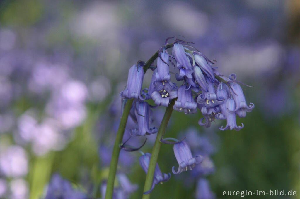 Detailansicht von  Hasenglöckchen im "Wald der blauen Blumen" bei Hückelhoven-Doveren