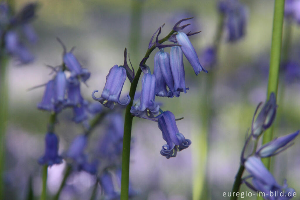 Detailansicht von  Hasenglöckchen im "Wald der blauen Blumen" bei Hückelhoven-Doveren