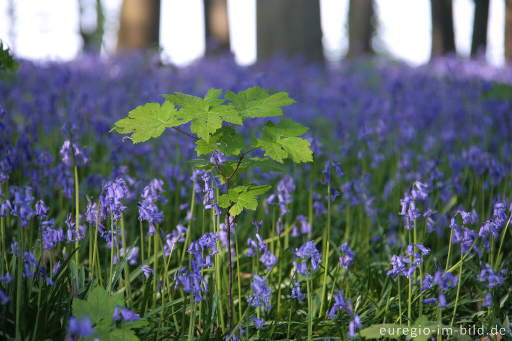 Detailansicht von  Hasenglöckchen im "Wald der blauen Blumen" bei Hückelhoven-Doveren