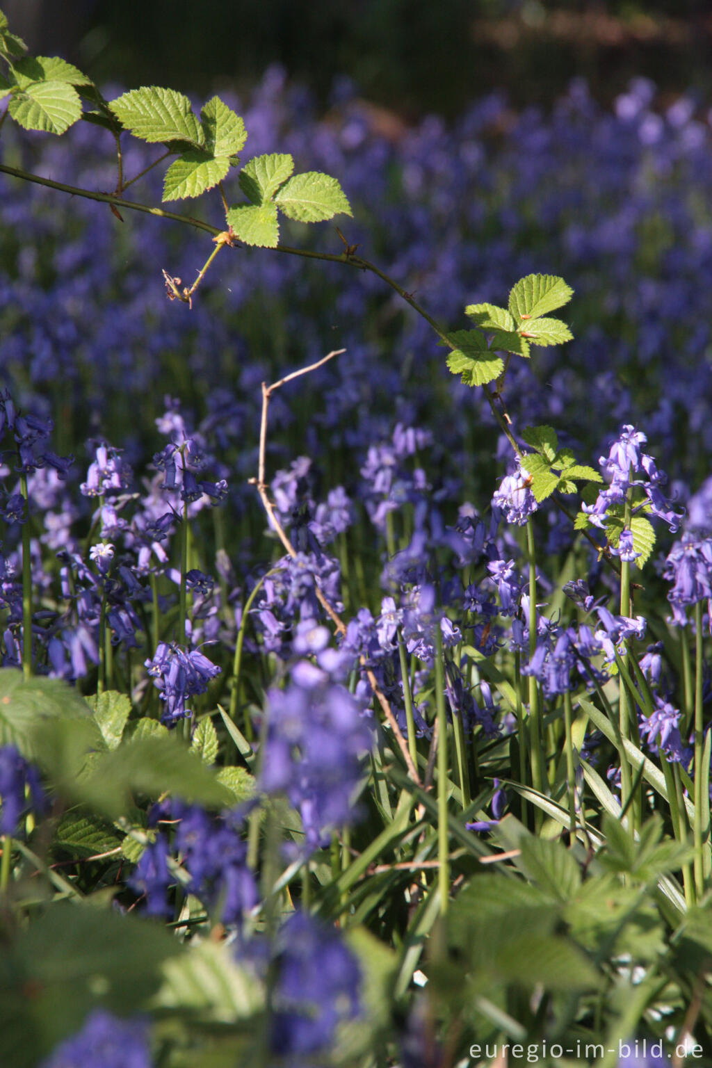 Detailansicht von  Hasenglöckchen im "Wald der blauen Blumen" bei Hückelhoven-Doveren