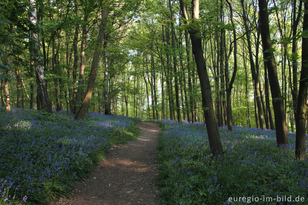 Detailansicht von  Hasenglöckchen im "Wald der blauen Blumen" bei Hückelhoven-Doveren