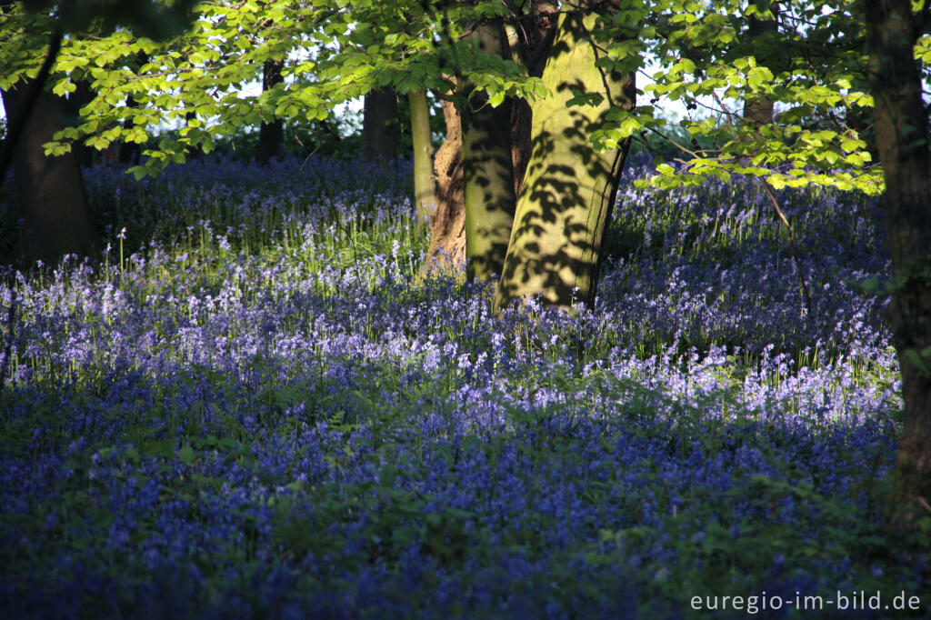 Detailansicht von  Hasenglöckchen im "Wald der blauen Blumen" bei Hückelhoven-Doveren