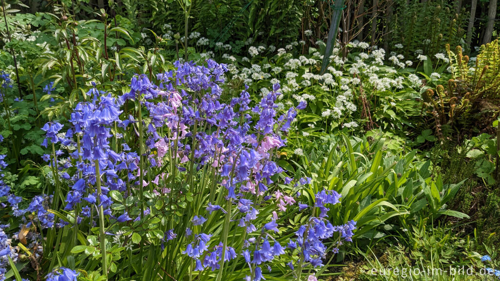 Detailansicht von Hasenglöckchen (vorne links) und Bärlauch (hinten mit weißen Blüten)