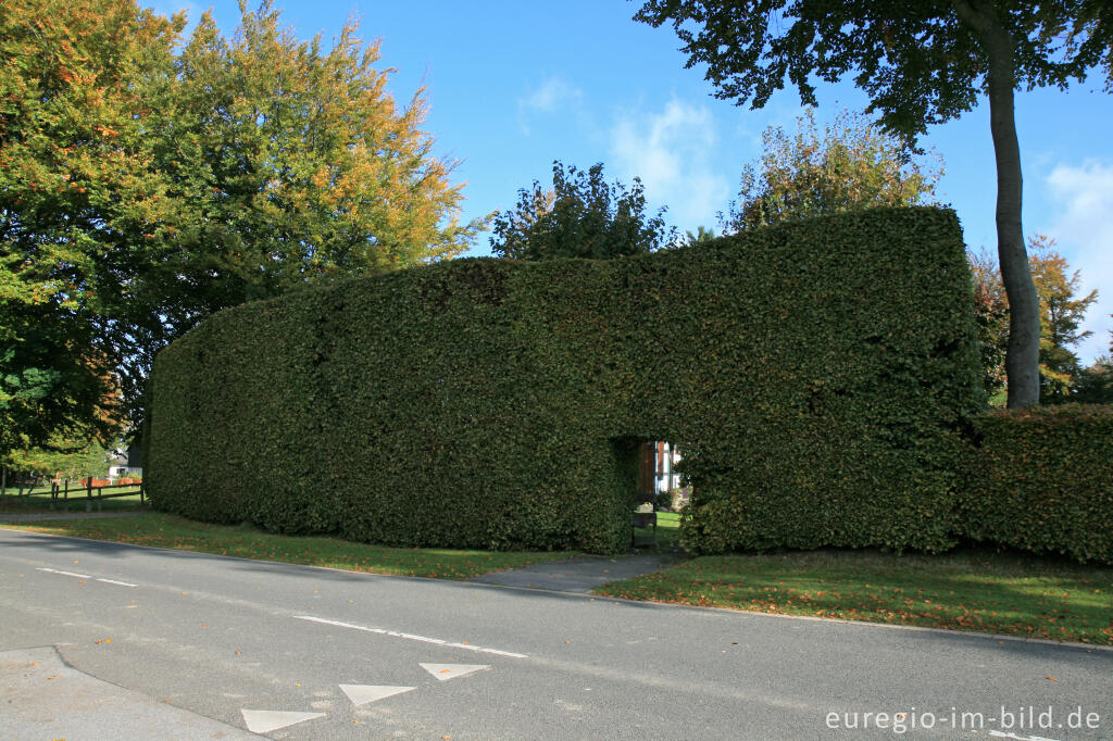 Detailansicht von Haushecke in Höfen 