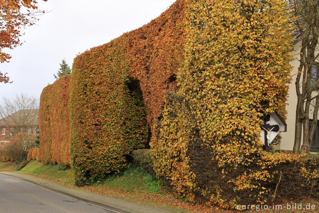 Detailansicht von Haushecke in Huppenbroich