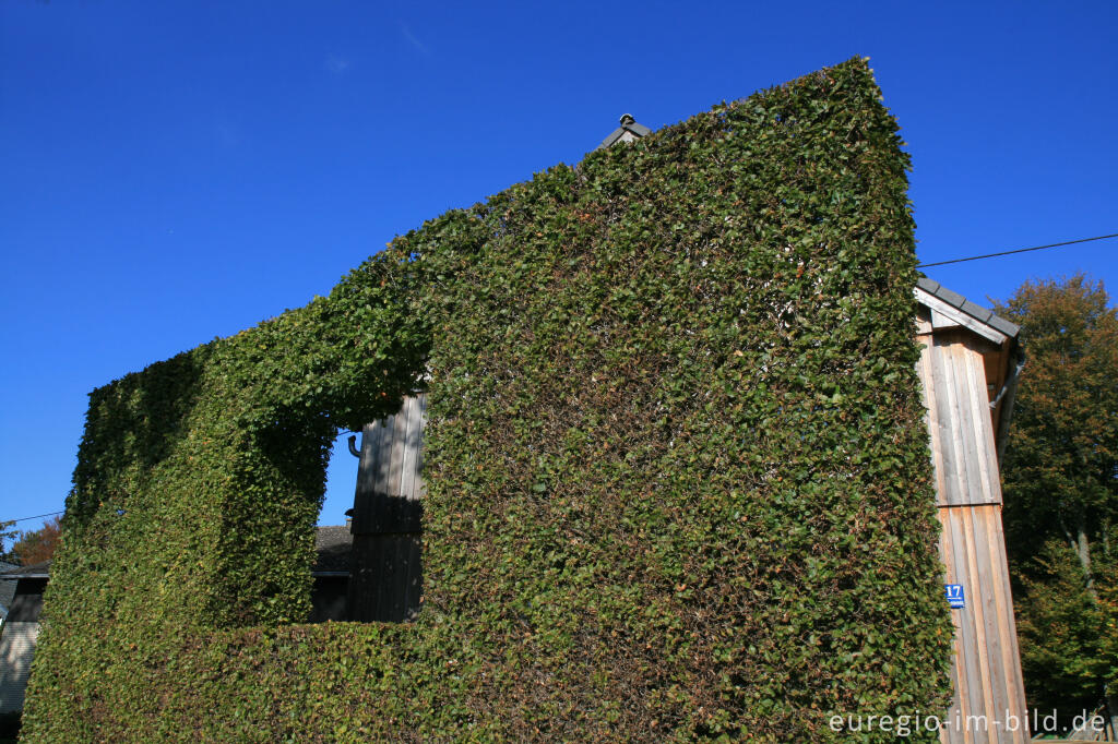 Detailansicht von Haushecke mit "Fenster" in Höfen