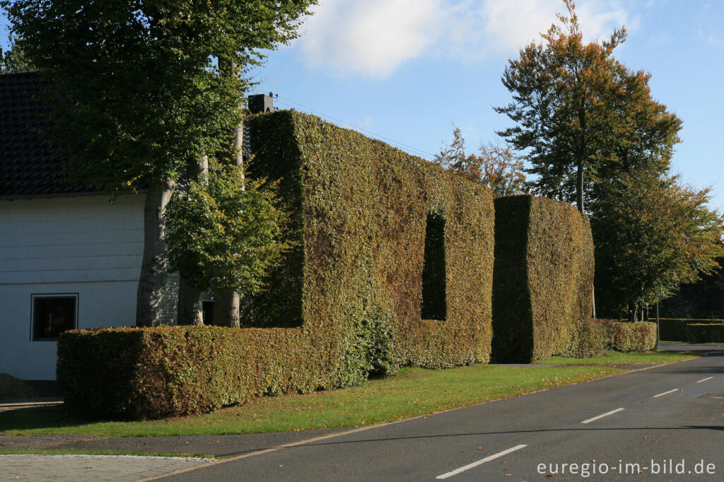 Detailansicht von Haushecke mit "Fenster" in Höfen 