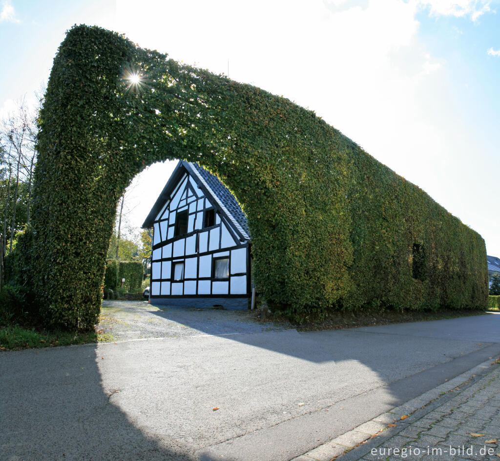 Detailansicht von Haushohe Hecke in Höfen 