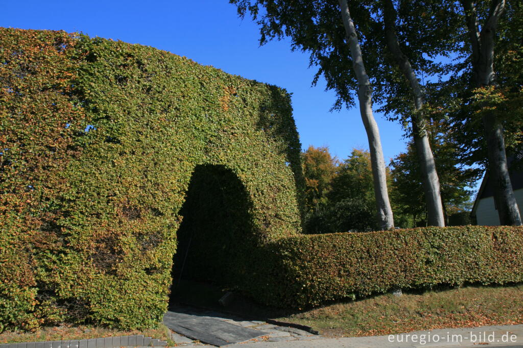 Detailansicht von Haushohe Hecke in Höfen 