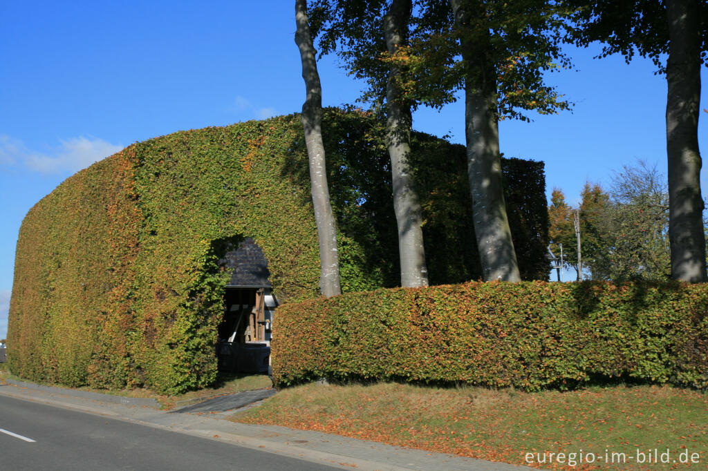 Detailansicht von Haushohe Hecke in Höfen 