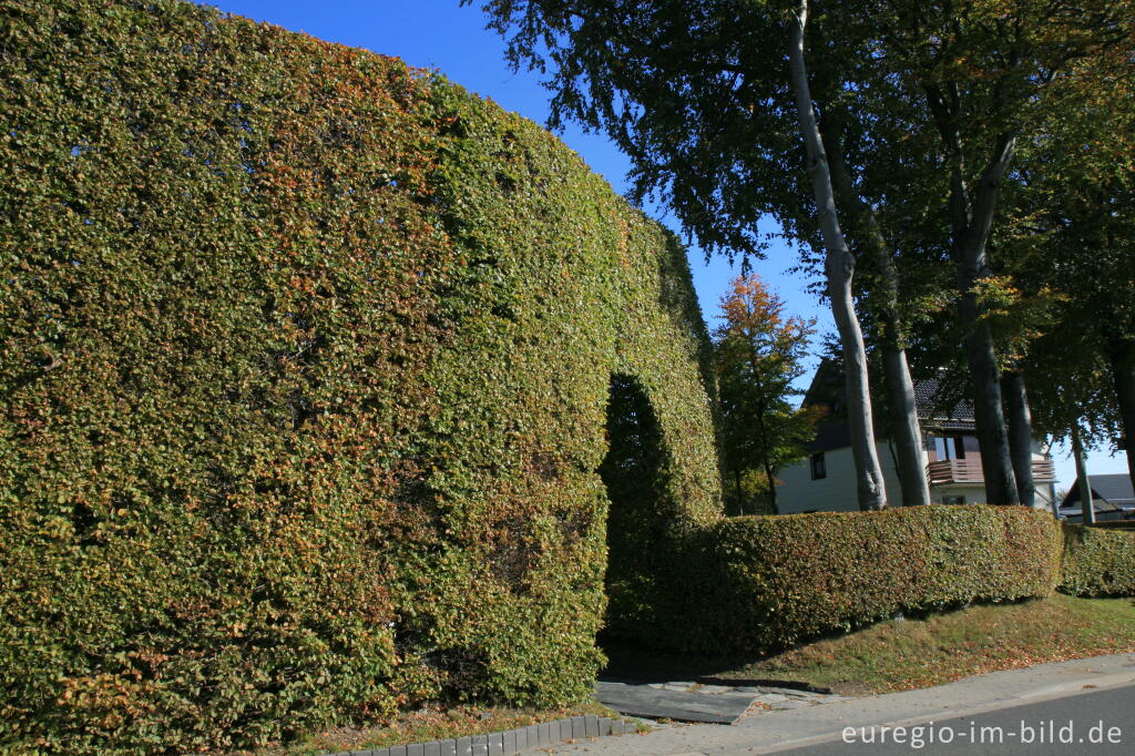 Detailansicht von Haushohe Hecke in Höfen 