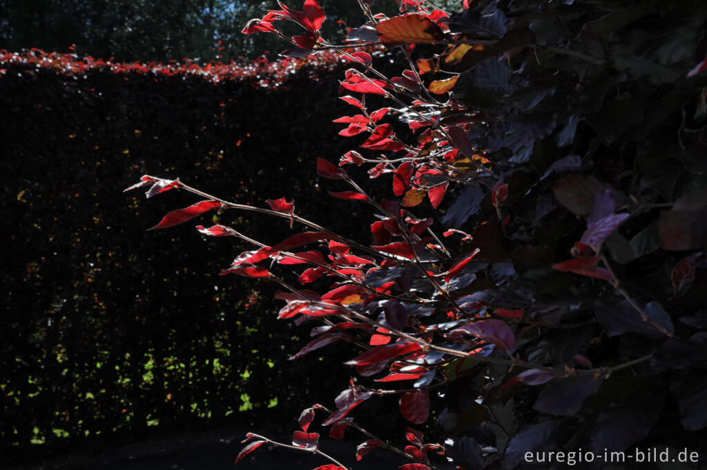 Detailansicht von Hecke aus Blutbuchen, (Fagus sylvatica f. purpurea), bei Sourbrodt