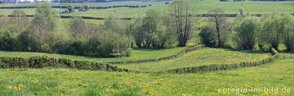 Detailansicht von Hecken- und Wiesenlandschaft bei Raeren, B.