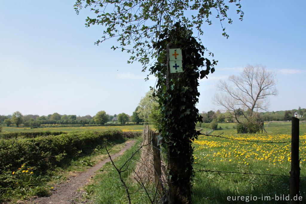 Detailansicht von Hecken- und Wiesenlandschaft bei Raeren, B.