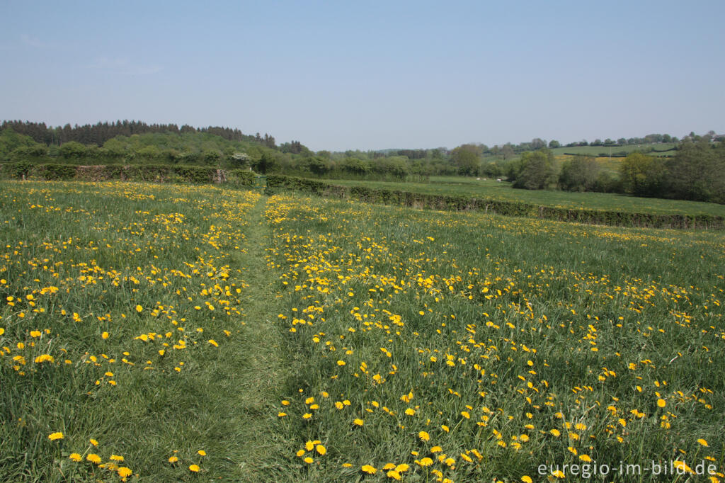 Detailansicht von Hecken- und Wiesenlandschaft bei Raeren, B.