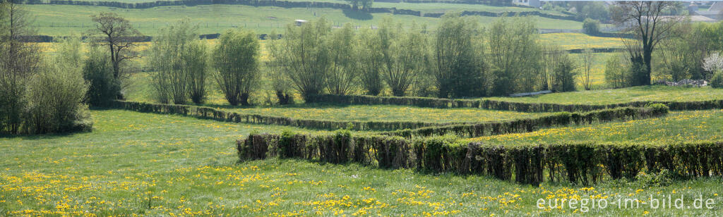 Detailansicht von Hecken- und Wiesenlandschaft bei Raeren, B.