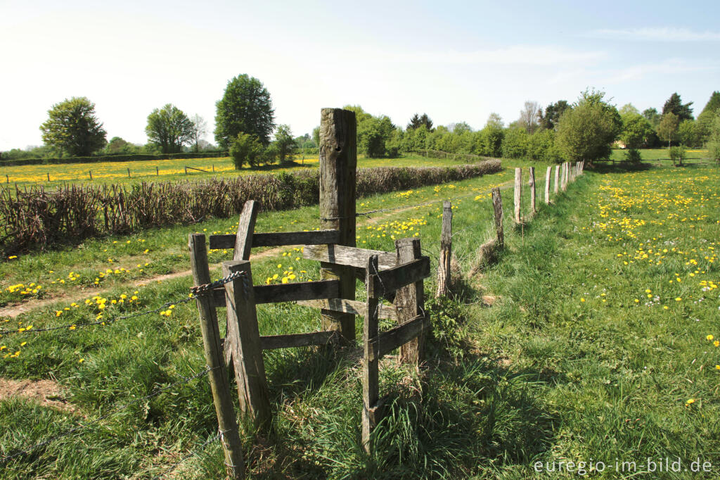 Detailansicht von Hecken- und Wiesenlandschaft bei Raeren, B.