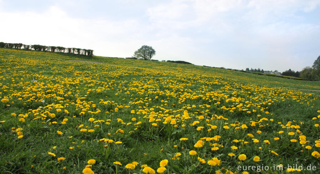 Detailansicht von Hecken- und Wiesenlandschaft bei Raeren in der Nähe von "Haus Blar"