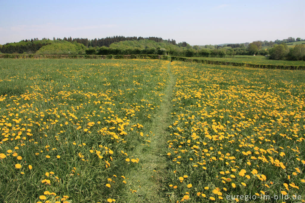 Detailansicht von Hecken- und Wiesenlandschaft mit GrenzRoute 1 bei Raeren, B.