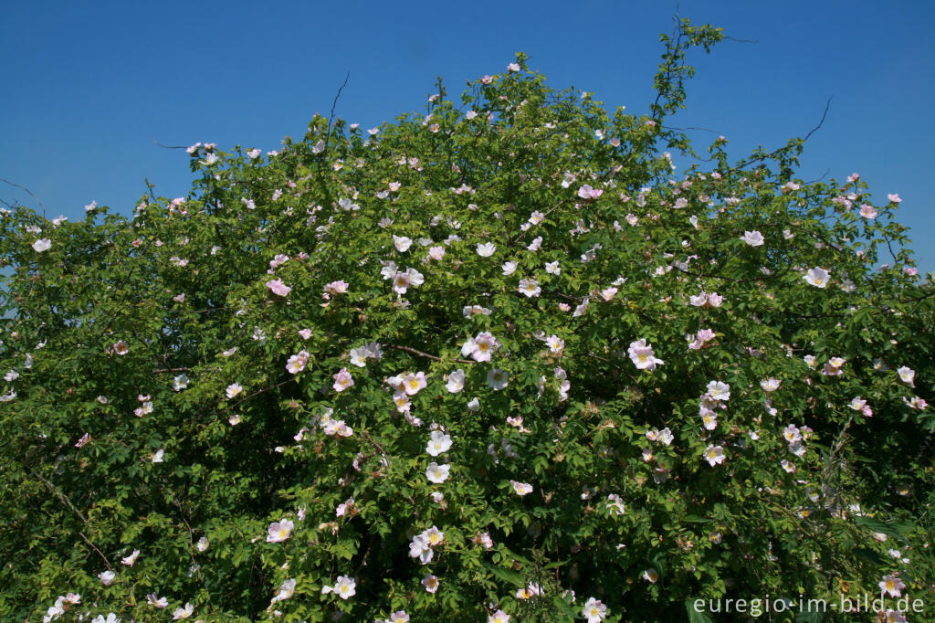 Detailansicht von Heckenrose auf dem Westwall südlich von Schmithof beim Relais Königsberg