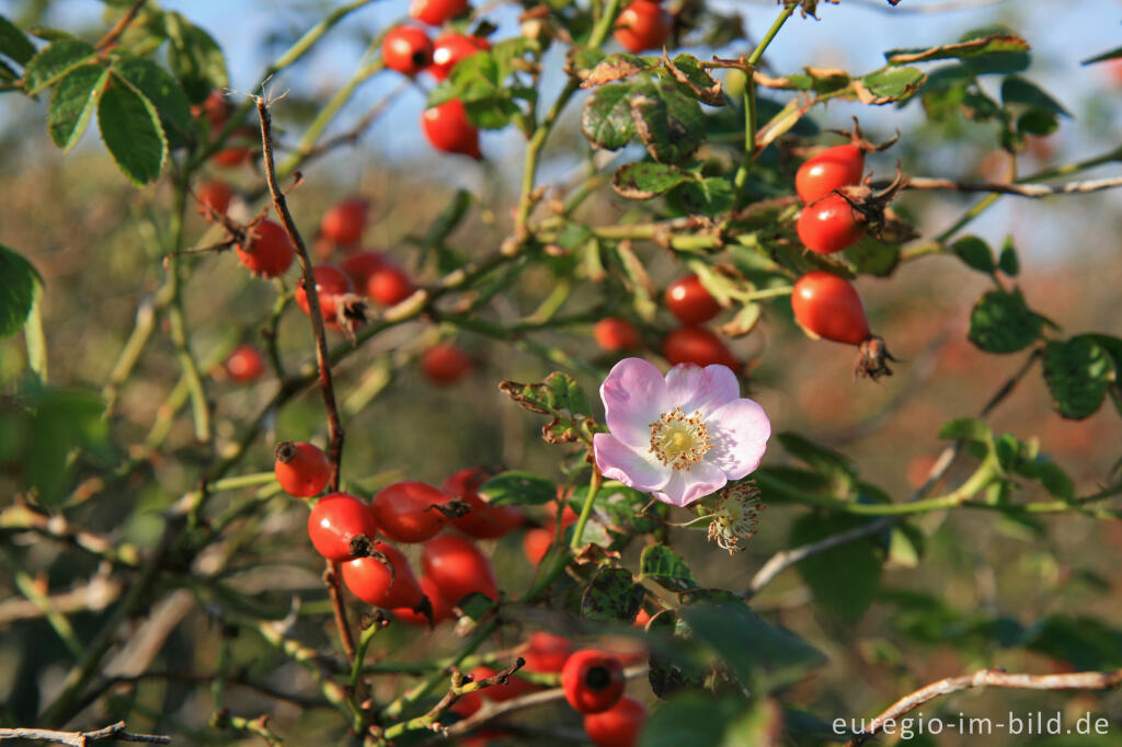 Detailansicht von Heckenrose mit Blüte und Hagebutten