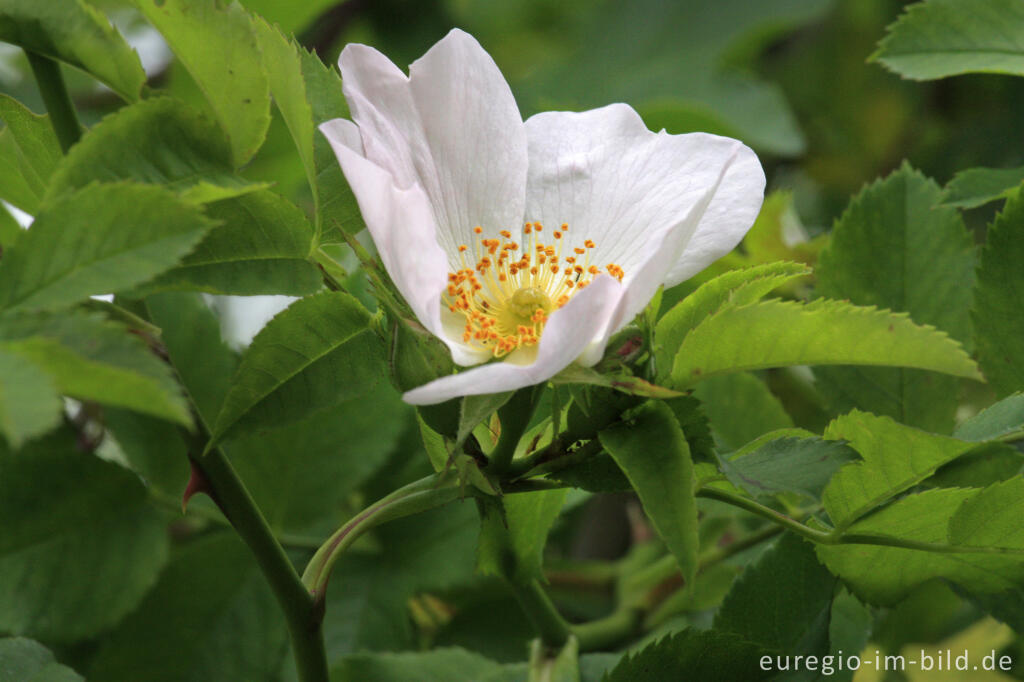 Detailansicht von Heckenrose