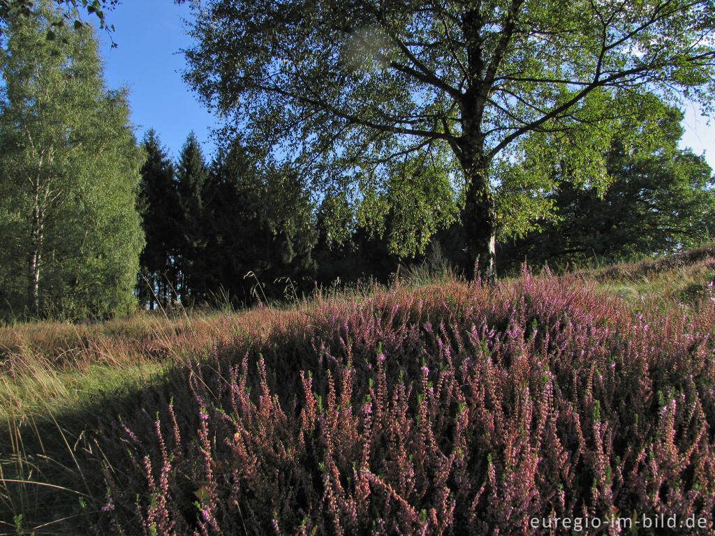 Detailansicht von Heide im NSG Brander Wald zwischen Aachen und Stolberg