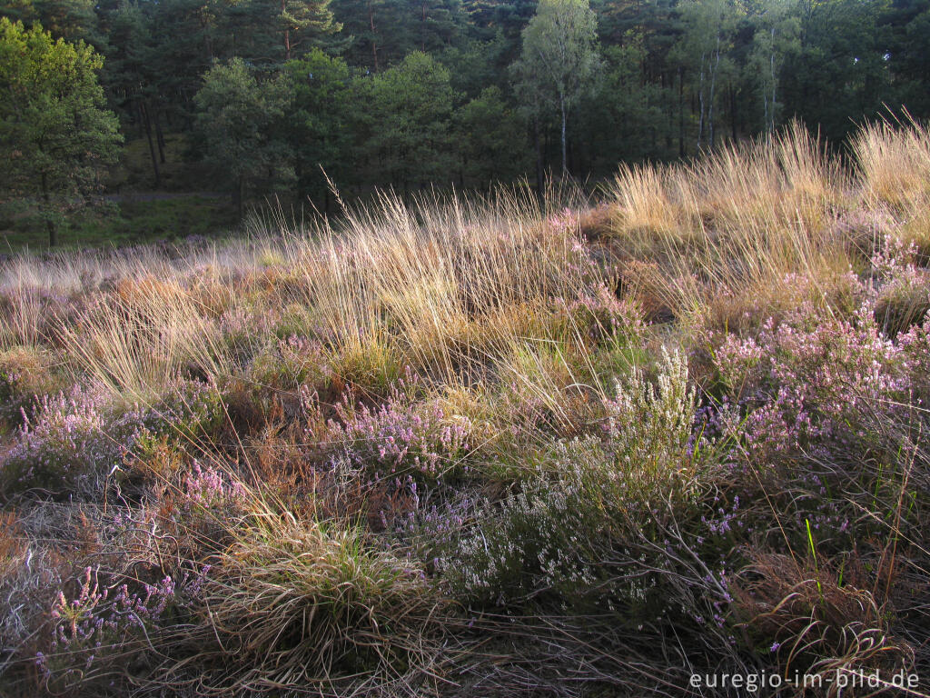 Detailansicht von Heideblüte in der Brunssumer Heide