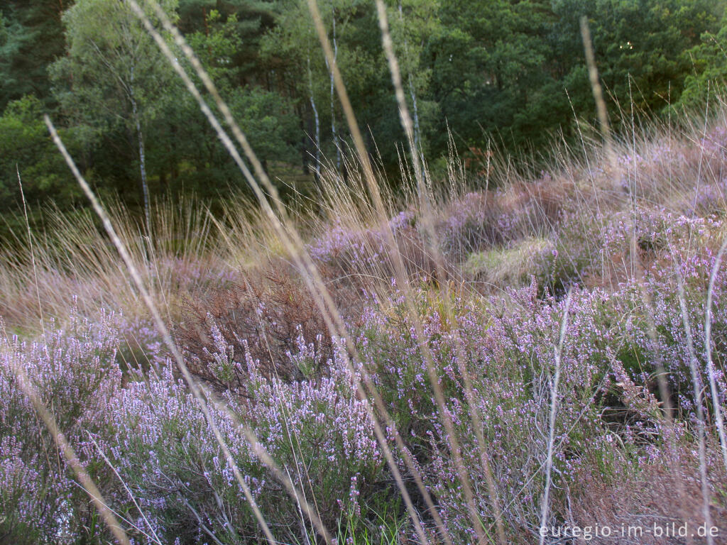 Detailansicht von Heideblüte in der Brunssumer Heide