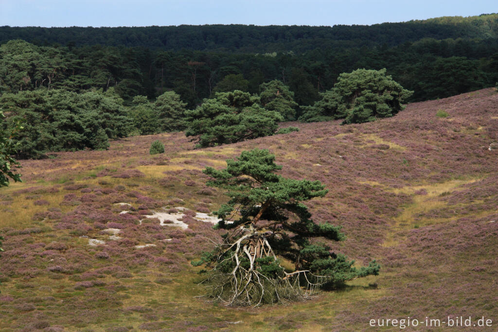 Heideblüte in der Brunssummerheide