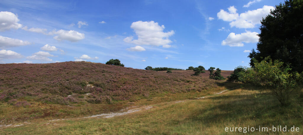 Detailansicht von Heideblüte in der Brunssummerheide