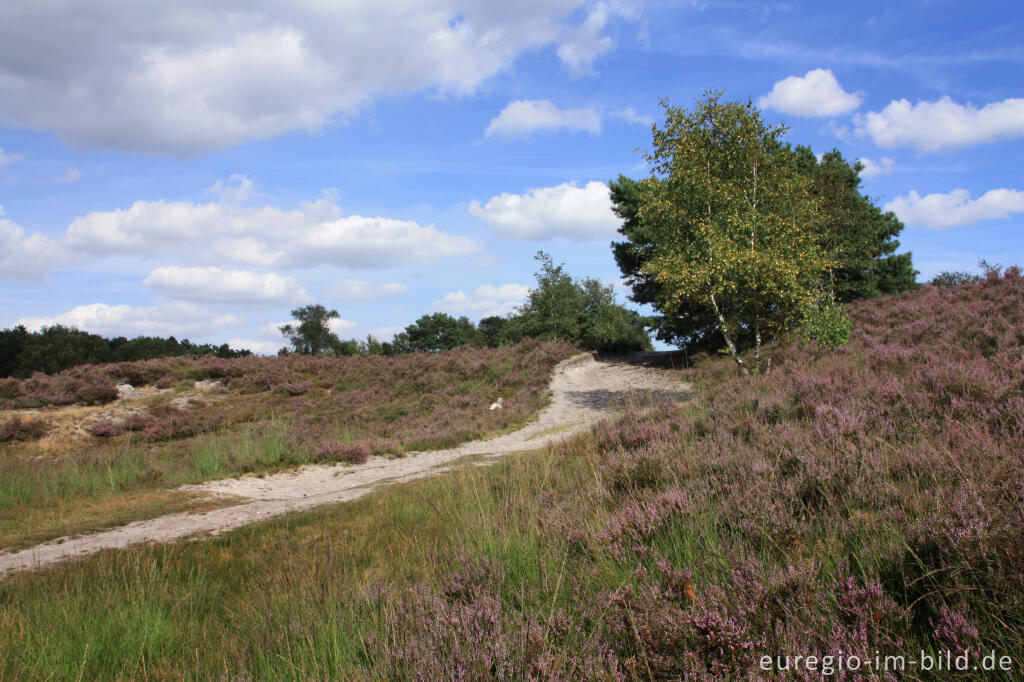 Detailansicht von Heideblüte in der Brunssummerheide