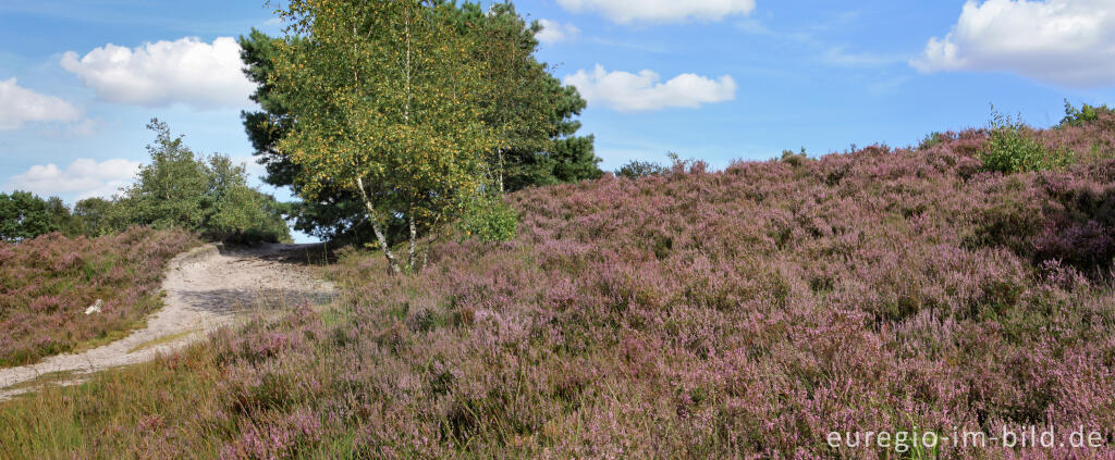 Detailansicht von Heideblüte in der Brunssummerheide