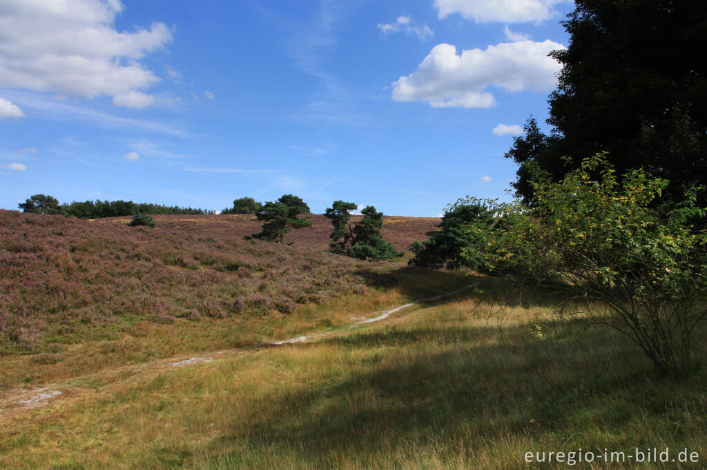 Detailansicht von Heideblüte in der Brunssummerheide