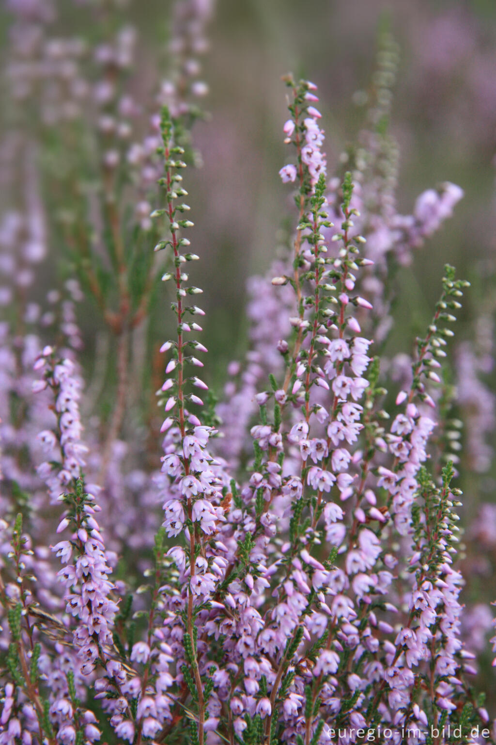 Detailansicht von Heidekraut, Calluna vulgaris