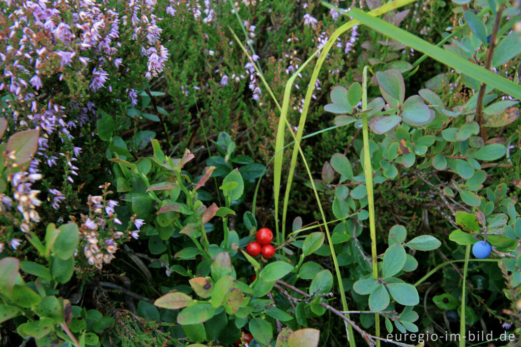 Heidekraut, Preiselbeeren und Rauschbeeren im Brackvenn, Hohes Venn