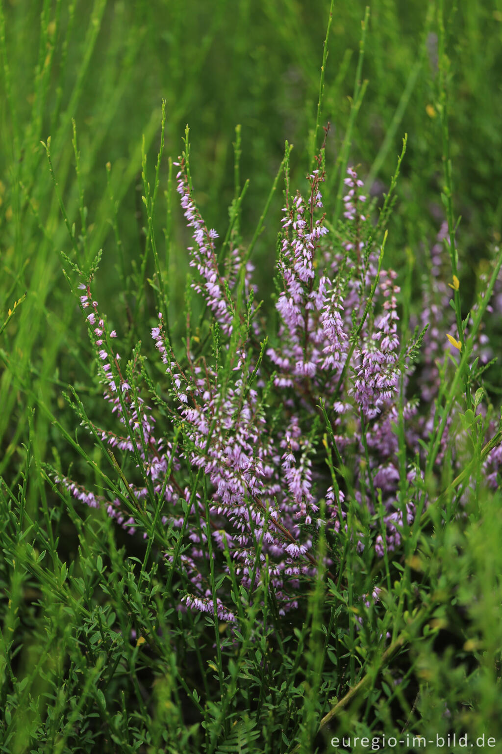 Detailansicht von Heidekraut und Ginster in der Wahner Heide