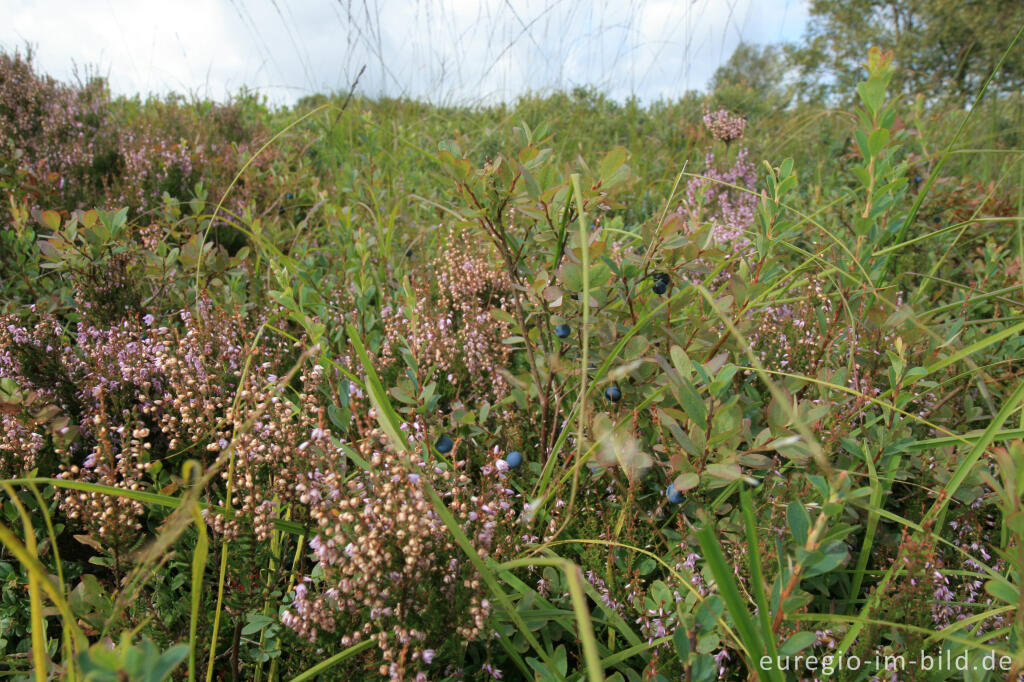 Heidekraut und Rauschbeeren im Brackvenn, Hohes Venn