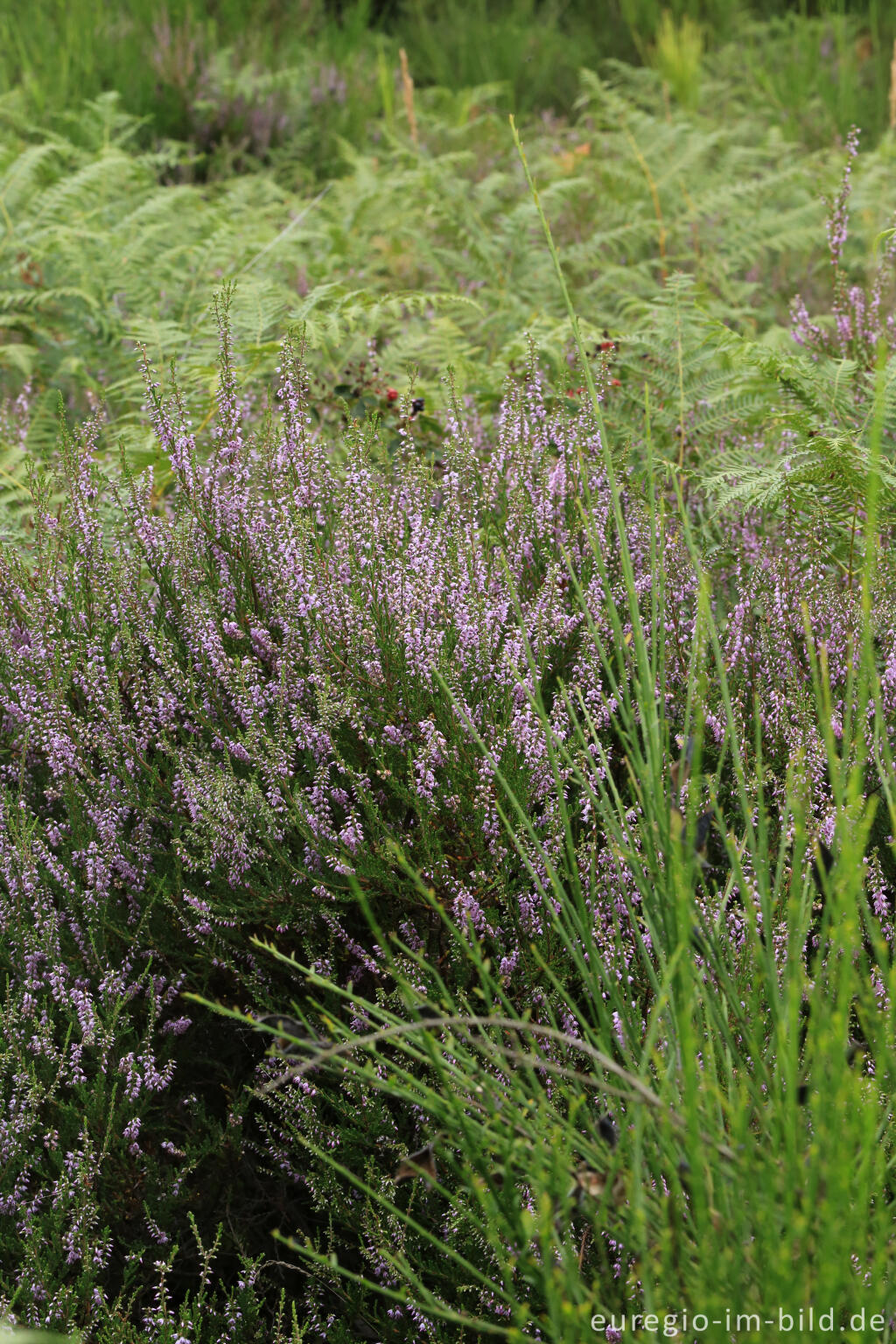 Detailansicht von Heidekraut, Wahner Heide