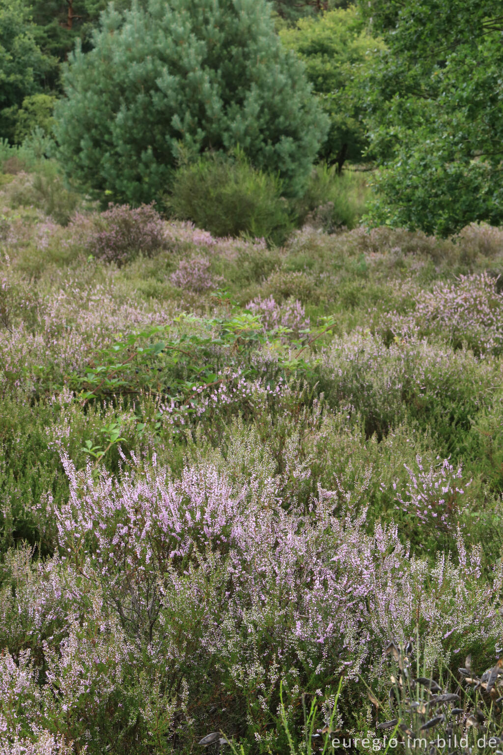 Detailansicht von Heidekraut, Wahner Heide