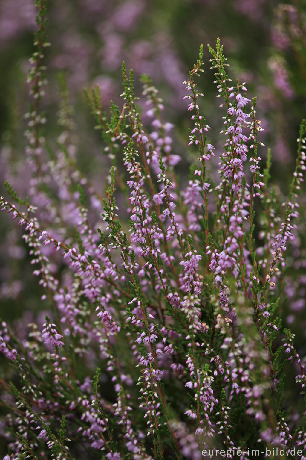 Detailansicht von Heidekraut, Wahner Heide