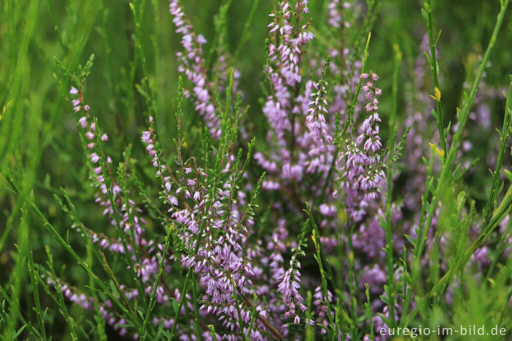 Detailansicht von Heidekraut, Wahner Heide