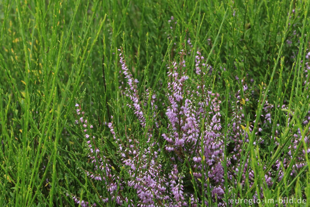 Detailansicht von Heidekraut, Wahner Heide