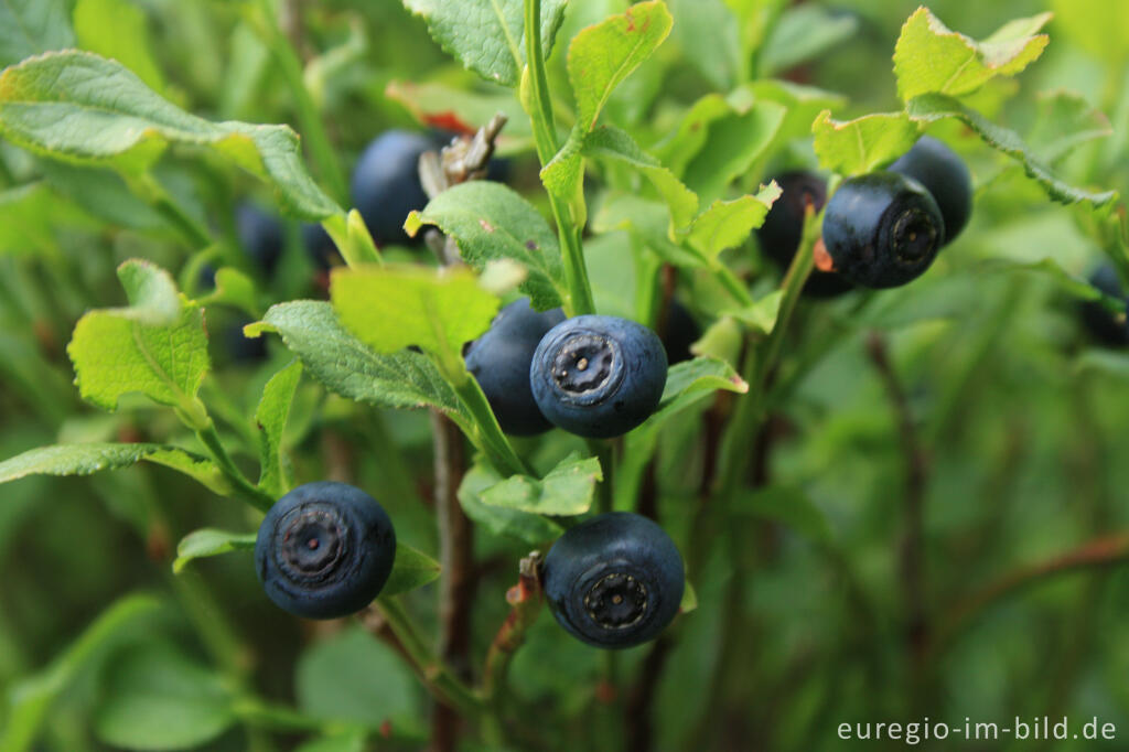 Detailansicht von Heidelbeere oder Blaubeere, Vaccinium myrtillus