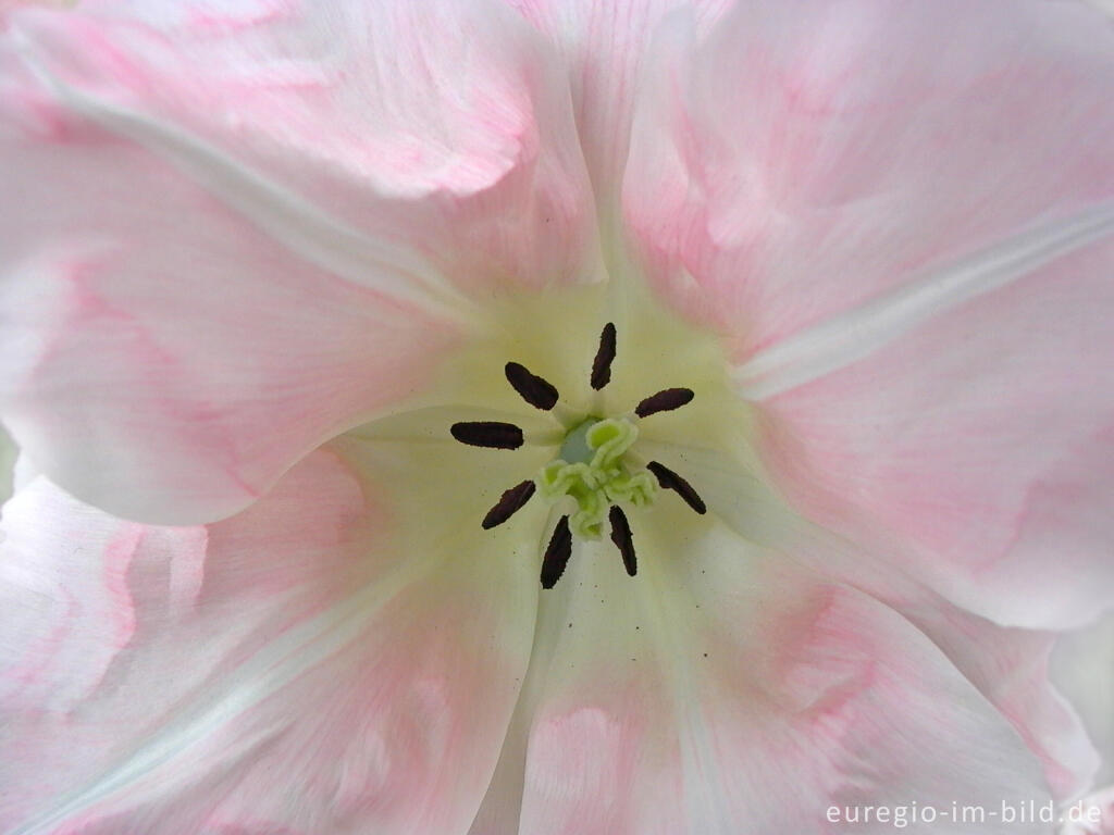 Detailansicht von Hell-rosa Tulpe, Tulipa