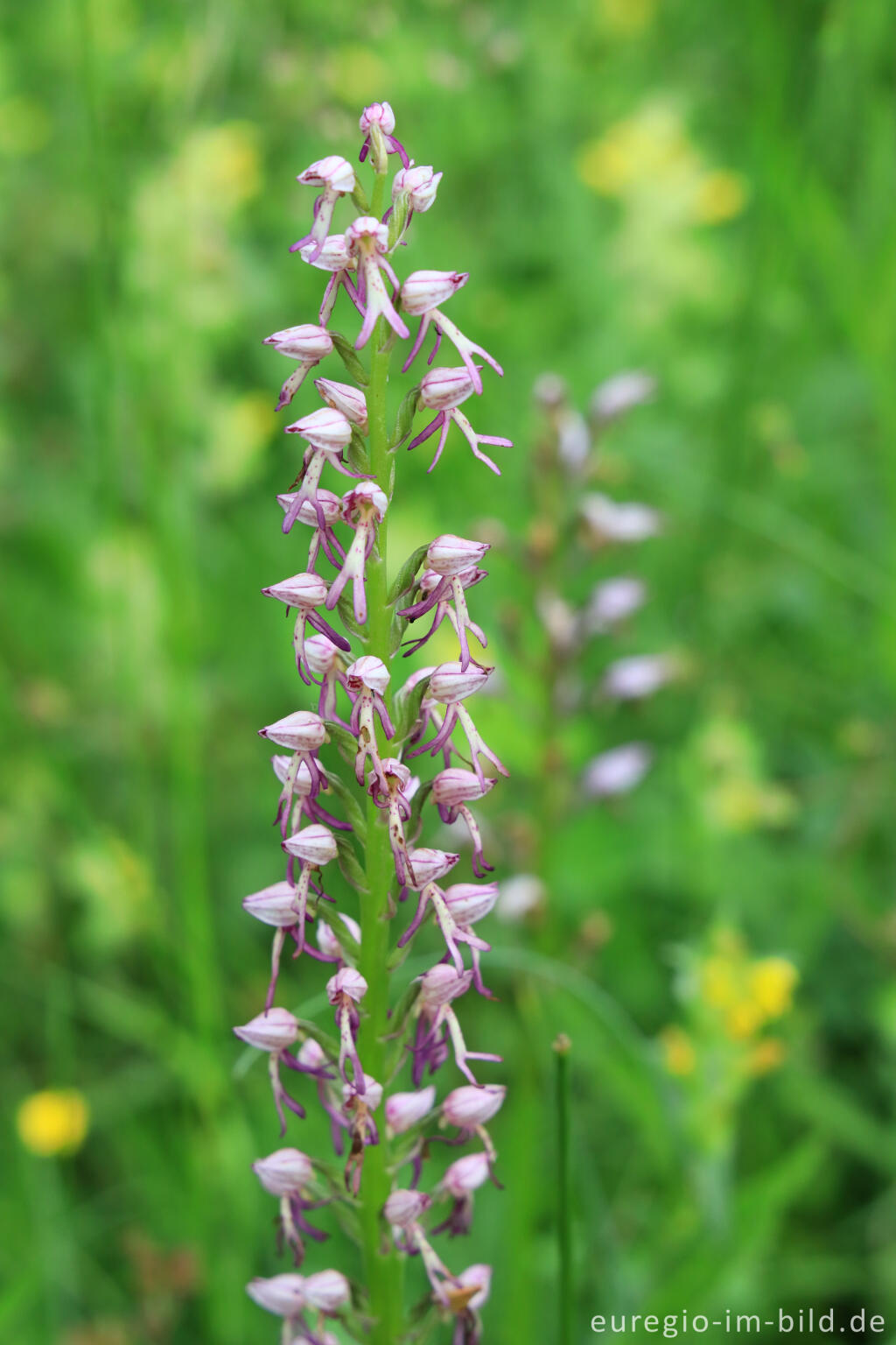 Detailansicht von Helm-Knabenkraut (Orchis militaris)