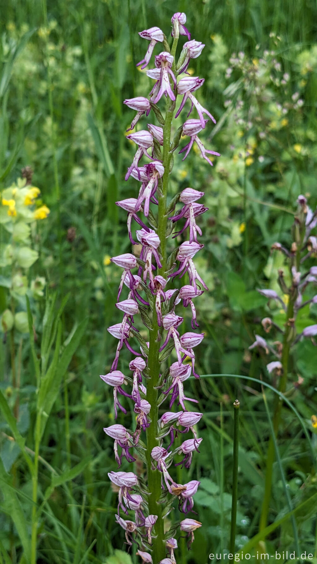 Detailansicht von Helm-Knabenkraut (Orchis militaris)