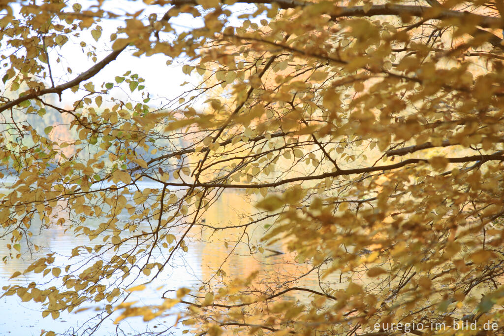 Detailansicht von Herbst am Cranenweyer