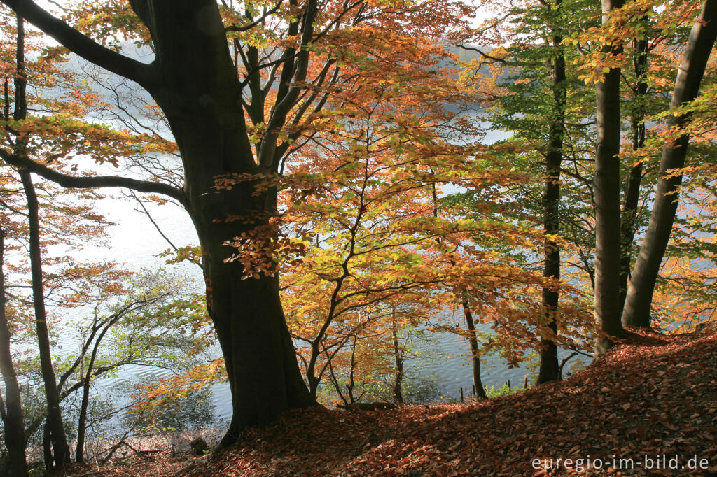 Detailansicht von Herbst am Cranenweyer