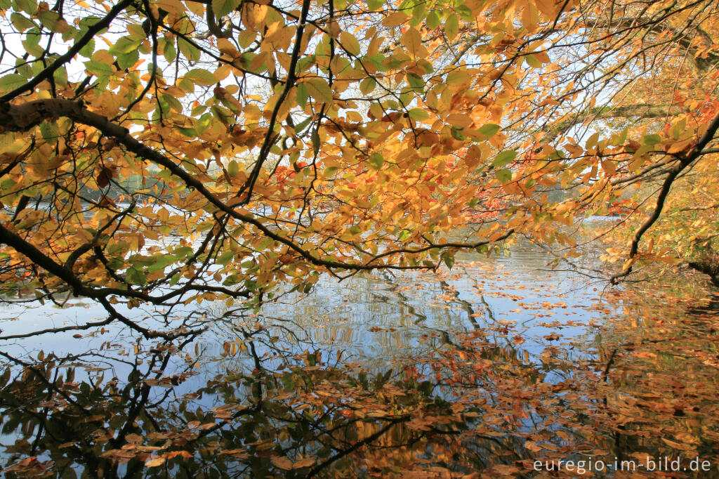 Detailansicht von Herbst am Cranenweyer